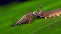 Peripatus (Velvet Worm) feeding on a cricket, Amazon rainforest, Pastaza Province, Ecuador. (non-ex)