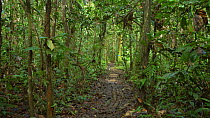 Path leading into tropical rainforest, Amazon rainforest, Pastaza Province, Ecuador. (non-ex)