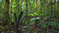 Panning shot of tropical rainforest understory vegetation, Amazon rainforest, Pastaza Province, Ecuador. (non-ex)