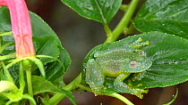 Resplendent cochran frog (Cochranella resplendens) on a leaf of a flowering Centropogon plant in the rainforest understory, Pastaza Province, Ecuador. (non-ex)