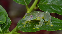 Resplendent cochran frog (Cochranella resplendens) on a leaf in the rainforest understory, Pastaza Province, Ecuador. (non-ex)