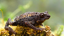 Guacamayo plump toad (Osornophryne guacamayo), Orellana Province, Ecuador. (non-ex)