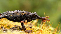 Slow motion clip of a Guacamayo plump toad (Osornophryne guacamayo) walking, Orellana Province, Ecuador.