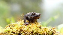 Slow motion clip of a Guacamayo plump toad (Osornophryne guacamayo) walking, Orellana Province, Ecuador. (non-ex)