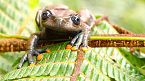 Slow motion clip of a Linda's torrenteer frog (Hyloscirtus lindae) jumping from a tree fern leaf, Orellana Province Ecuador. (non-ex)