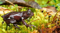 Slow motion clip of a Stauffer's treefrog (Scinax staufferi) jumping from mossy ground, Ecuador. Endangered. (non-ex)