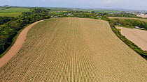 Drone shot descending over a field planted with potatoes, Cornwall, England, UK, June 2018. (non-ex)