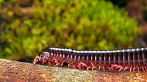 Millipede (Diplopoda) walking along a branch, Orellana Province, Ecuador.