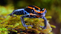 Reticulated poison frog (Ranitomeya ventrimaculata), Orellana Province, Ecuadorian Amazon. (non-ex)