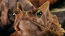 Close-up portrait of a South American common toad (Rhinella margaritifera) amongst leaf litter, Orellana Province, Ecuadorian Amazon. (non-ex)