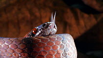 Slow motion clip of a Tropical flat snake (Siphlophis compressus) sensing with tongue, Orellana Province, Ecuadorian Amazon. (non-ex)