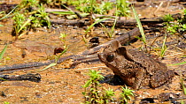Slow motion clip of a South American common toad (Rhinella margaritifera) leaping, Orellana Province, Ecuadorian Amazon. (non-ex)