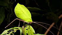 Leaf mimic katydid (Tettigoniidae) on a rainforest shrub, showing leaf camouflage, Orellana Province, Ecuador. (non-ex)