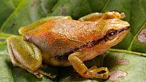 Frog (Pristimantis omeviridis), Orellana Province, Ecuadorian Amazon. (non-ex)