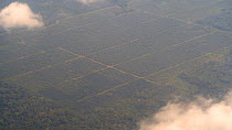 Aerial shot of an oil palm plantation in the Amazon rainforest, near the town of Coca, Orellana Province, Ecuador, 2018. (non-ex)