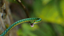 Parrot snake (Leptophis ahaetulla) threat display, Amazon rainforest, Orellana Province, Ecuador.