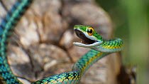 Parrot snake (Leptophis ahaetulla) threat display, Amazon rainforest, Orellana Province, Ecuador. (non-ex)