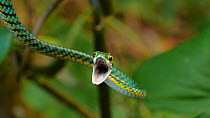 Parrot snake (Leptophis ahaetulla) threat display, Amazon rainforest, Orellana Province, Ecuador. (non-ex)