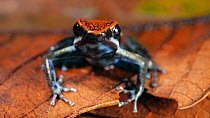 Ecuador poison frog (Ameerega bilinguis) amongst leaf litter, Amazon rainforest, Orellana Province, Ecuador. (non-ex)