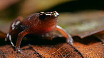 Ecuador silent frog (Chiasmocleis antenori) in the leaf litter, Amazon rainforest, Orellana Province, Ecuador. (non-ex)