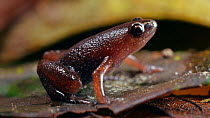 Ecuador silent frog (Chiasmocleis antenori) in the leaf litter, Amazon rainforest, Orellana Province, Ecuador. (non-ex)