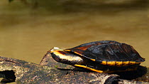 Twistneck turtle (Platemys platycephala) resting, with butterfly landing on its head, Rio Yasuni, Orellana Province, Ecuador. (non-ex)