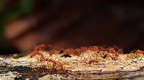 Slow motion clip of a Leaf cutter ant (Atta) carrying a leaf along a branch, Orellana Province, Ecuador. (non-ex)