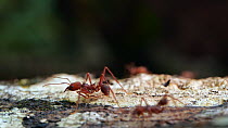 Slow motion clip of an injured Leaf cutter ant (Atta) limping along a branch, Orellana Province, Ecuador. (non-ex)