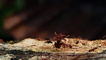 Slow motion clip of a Leaf cutter ant (Atta) carrying a dead ant along a branch, Orellana Province, Ecuador. (non-ex)