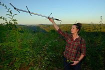 Cat McNicol, Project manager of the Forest of Dean and River Wye Pine Marten Project, radiotracking a recently released Pine marten (Martes martes) at dusk, the Forest of Dean, Gloucestershire, UK, Se...