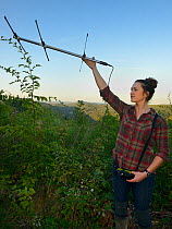 Cat McNicol, Project manager of the Forest of Dean and River Wye Pine Marten Project, radiotracking a recently released Pine marten (Martes martes) at dusk, the Forest of Dean, Gloucestershire, UK, Se...