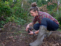 Cat McNicol, Project manager of the Forest of Dean and River Wye Pine Marten project, setting a trailcam to record a Pine marten (Martes martes) leaving a temporary soft release enclosure, the Forest...