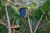 Den box and feeding table in a temporary soft release enclosure for a Pine marten (Martes martes) provided by the Forest of Dean and River Wye Pine Marten Project, the Forest of Dean, Gloucestershire,...