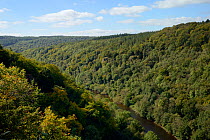 Forest of Dean and River Wye overview from Symond&#39;s Yat East, with primarliy deciduous trees, close to sites for Pine Marten (Martes martes) releases by the Forest of Dean and River Wye Pine Marte...