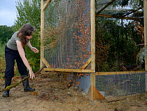 Josie Bridges propping open the door of a temporary soft release enclosure to allow a Pine marten (Martes martes) to leave when it chooses to for the Forest of Dean and River Wye Pine Marten project,...