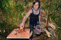Josie Bridges providing a variety of food for a Pine marten (Martes martes) in its temporary soft release enclosure for the Forest of Dean and River Wye Pine Marten Project, the Forest of Dean, Glouce...