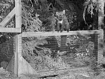 Radio-collared Male Pine Marten (Martes martes) emerging from a temporary soft release cage after dark during the Forest of Dean and River Wye Pine Marten Project, the Forest of Dean, Gloucestershire,...