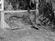 Radio-collared Male Pine Marten (Martes martes) emerging from a temporary soft release cage after dark during the Forest of Dean and River Wye Pine Marten Project, the Forest of Dean, Gloucestershire,...
