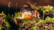 Mole cricket (Gryllotalpa) grooming and digging in moss, Amazon rainforest, Orellana Province, Ecuador. (non-ex)