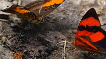 Scarlet knight butterfly (Temenis pulchra) feeding on a mineral deposit, Amazon rainforest, Orellana Province, Ecuador. (non-ex)