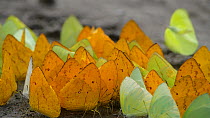 Slow motion clip of a large group of Butterflies (Pieridae) taking flight after puddling, absorbing nutrients or minerals from damp soil, Orellana Province, Amazon rainforest, Ecuador.