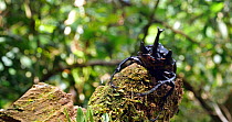 Elephant beetle (Megasoma actaeo) climbing on a fallen tree trunk, Amazon rainforest, Orellana Province, Ecuador. (non-ex)