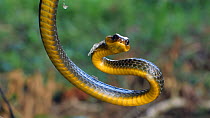 Slow motion clip of a Linnaeus' sipo snake (Chironius exoletus) with open mouth, part of threat display, Amazon rainforest, Orellana Province, Ecuador.