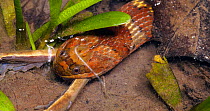 Brown-banded water snake (Helicops angulatus) swallowing a Basin treefrog (Boana lanciformis) in a pool full of tadpoles in rainforest, Orellana Province, Ecuador. (non-ex)