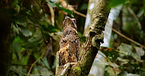 Common potoo (Nyctibeus griseus) camouflaged on nest on a dead tree stump, Amazon rainforest, Orellana Province, Ecuador. (non-ex)