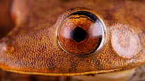 Map treefrog (Boana geographica) blinking, Amazon rainforest, Orellana Province, Ecuador. (non-ex)