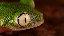 Leaf frog (Agalychnis hulli) blinking its eyes, Amazon rainforest, Orellana Province, Ecuador.