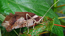 Leaf mimic katydid (Tettigoniidae) in a rainforest shrub, Orellana Province, Ecuador. (non-ex)