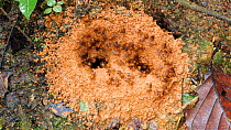 Stingless bees (Meliponini) at the entrance to their nest on the rainforest floor, Orellana Province, Ecuador. (non-ex)