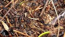 Slow motion clip of Army Ants (Eciton rapax) on the rainforest floor, with a Staphylinid beetle nearby, a nest parasite, Orellana Province, Ecuador. (non-ex)